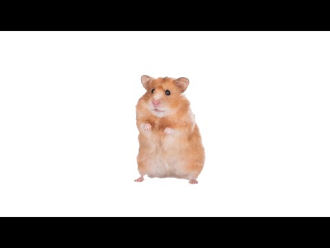Full Hamster Song with a piano