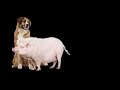 Pig And Dog Meeting Interesting Moments