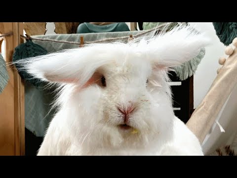 Special needs bunny scores the best wife
