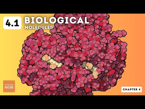 IGCSE Biology - Biological Molecules (4.1)
