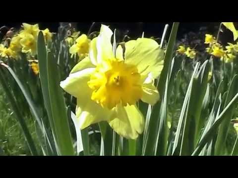 The Daffodils  William Wordsworth Janette Miller HD version