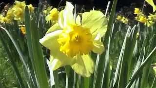 The Daffodils  William Wordsworth Janette Miller HD version