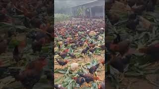 Download lagu USAHA AYAM KAMPUNG DI KEBUN JAGUNG ATAU DI AYAM BEBAS.#ayam #usaha #bisnis mp3