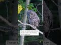 Here Is Owls Luck For You Astrotalk