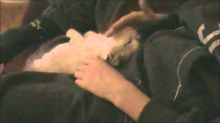 Kitten Noa Allweneedis Devotion 61 dagen.