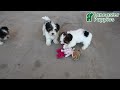 Biewer Terrier dogs for sale: Mervin - Video 1