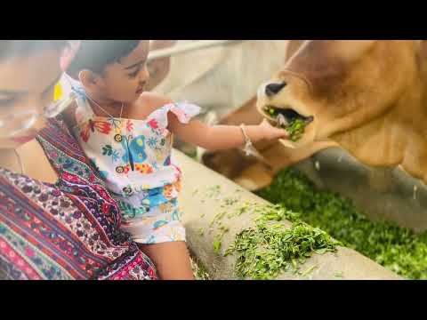 Ojasvi Pure Devotion–Feeding Cows with Love and Care 🐄🌿 #gaiyagaiya #chotichotigaiyachotechotegwal