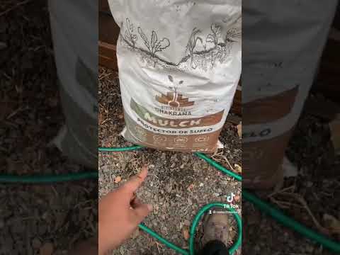 Huertrando pre lluvia 🌧 :)