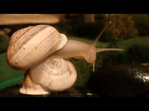 Liily - Anvil [Official Music Video]