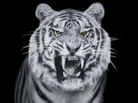 Tiger Tec Silver.mpg