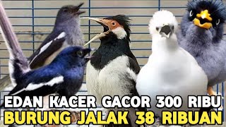 Download lagu CRAZY!!! SELLING STARLINGS LIKE SELLING FRIED PEANUTS FOR ONLY 38 THOUSAND AT THE PRAMUKA BIRD MA... mp3 Download lagu CRAZY!!! SELLING STARLINGS LIKE SELLING FRIED PEANUTS FOR ONLY 38 THOUSAND AT THE PRAMUKA BIRD MA... mp3