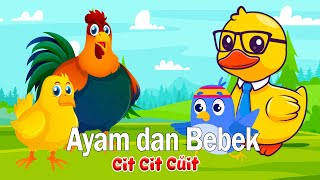 Download lagu Lagu Anak Cit Cit Cuit - Lagu Ayam Jago dan Bebek - Lagu anak Indonesia mp3
