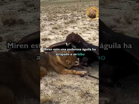 "Eagle vs. Wolf: The Savage Showdown You Won't Believe"! #eagles #wolves