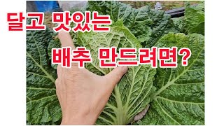 달고 맛있는 배추 만드려면?(결구 안 된 배추 문제 해결, 배추 수확시기, 배추 동해 온도, 배추 뽑는 시기…