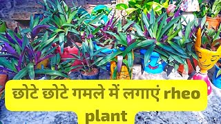 1से1000 बनाएं रियो प्लांट  छोटे पॉट में  हैंगिंग बास्केट में सभी तरह के पॉट में लगाए #gkgarden#viral