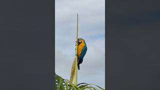 Araras Canindé gritando no meio da cidade! Que cena! 😱🦜 #aves