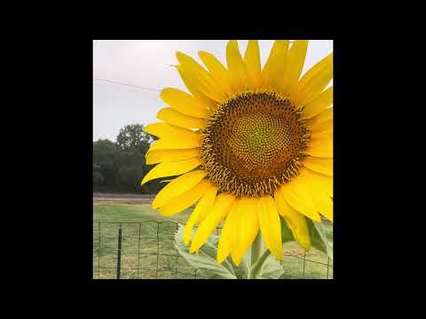 After the rain, comes the sun 🌻 #sunflowers #godslight