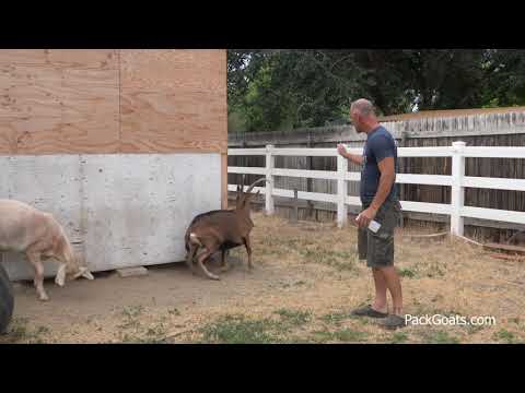 How to Train a Goat Using a Squirt Bottle