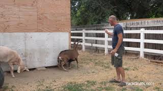How to Train a Goat Using a Squirt Bottle