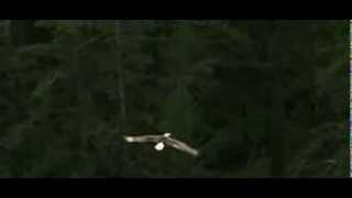 Pat Metheny   Not To Be Forgotten