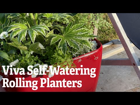 Viva Self-Watering Rolling Planters