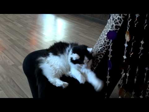 Studio Maliha mascot being adorable, as usual