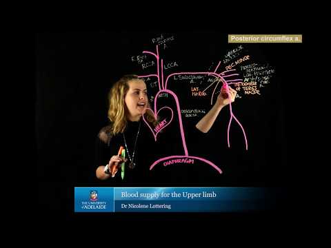 Blood Supply Upper Limb Truncated Version