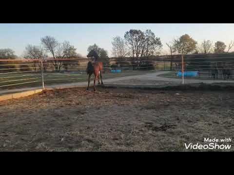 Pardon my Dust 3 year old Arabian stallion