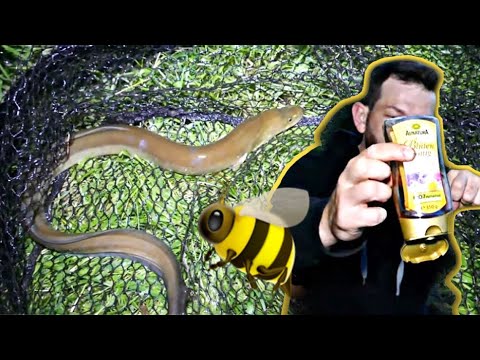 Aal angeln mit Honig. Opa´s Tipp