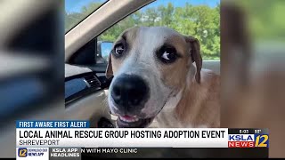 The Mutt House discusses difficulties animal rescue groups face in Shreveport-Bossier