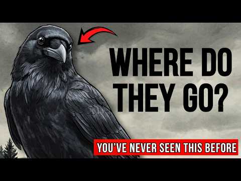 What Happens To Your CROWS At Night - YOU'VE NEVER SEEN THIS BEFORE