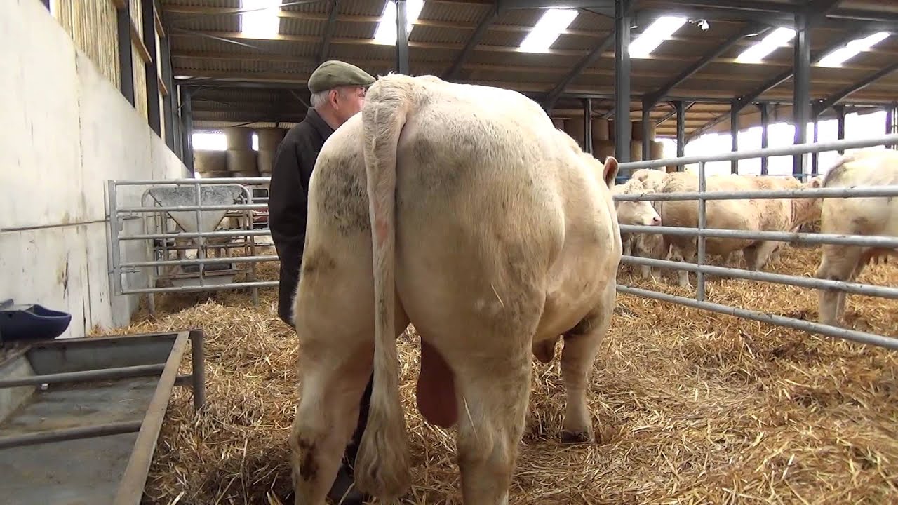 Cockerington Poll Charolais Cows Winter