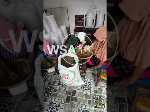 Sorting and pulping Robusta cherries in Pasuruan