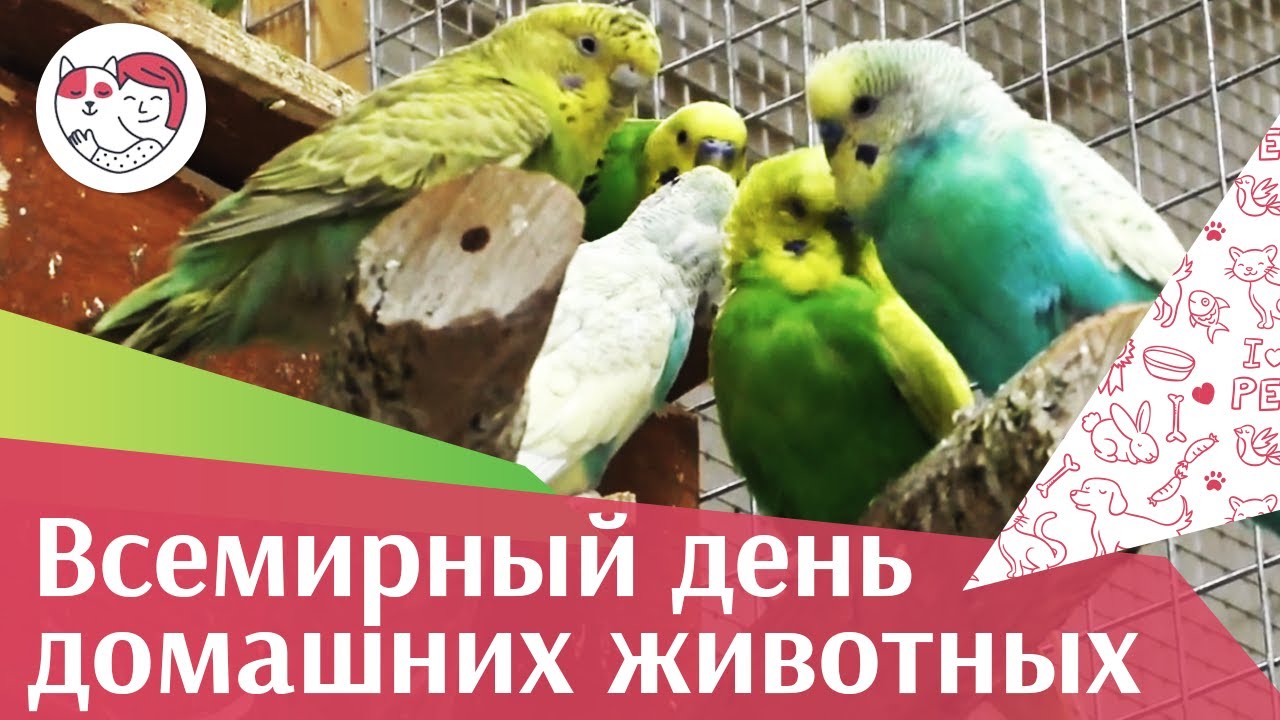 Всемирный день домашних животных на ilikepet