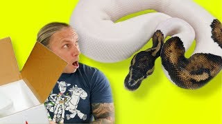 COOL SNAKE UNBOXING AND MORE SNAKE EGGS!!! | BRIAN BARCZYK by Brian Barczyk