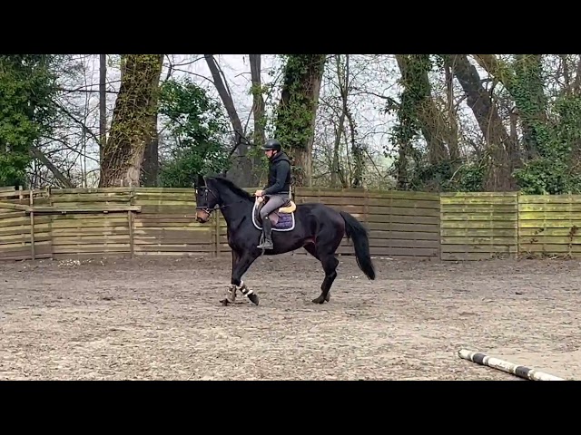 Jolie jument KWPN de 11 ans, +- 1m68