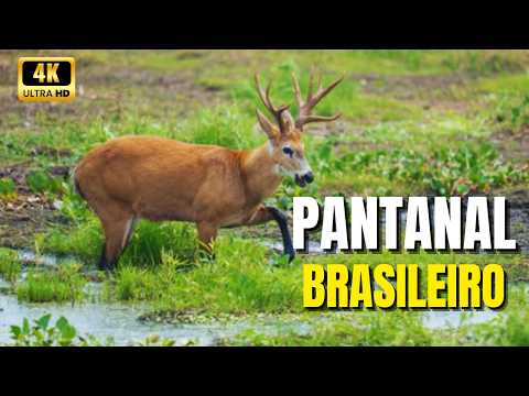 O Reino Animal do Pantanal | Maravilhas e Mistérios da Maior Planície Alagável do Mundo