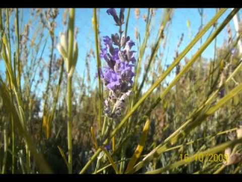 Geta Lazar  Inima mea.mp4