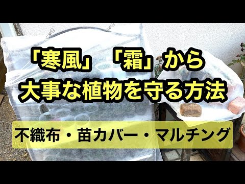 鉢植えのプランターボックスのキョウチクトウを霜や冷たい雪から守る方法 冬のヒントチュートリアル