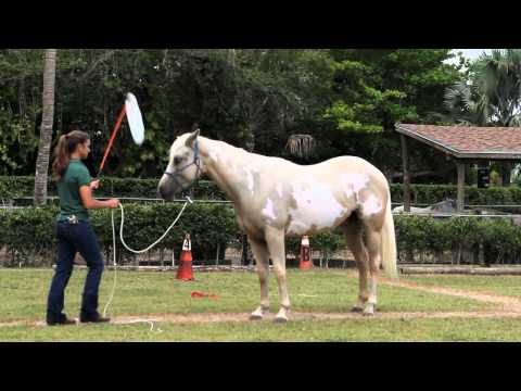 Natural Horsemanship Parelli Friendly Game
