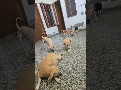 street dogs 🐕 family ❤️ #shorts #dog #puppy#viral #trending #shortsfeed