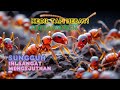 Kecil Tapi Hebat Fakta Gila Tentang Semut Rang Rang