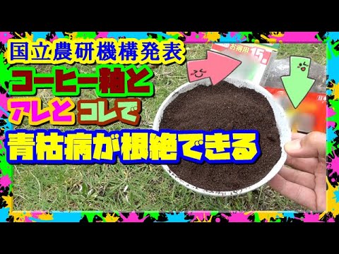 アブラムシ菜園の天然殺虫剤重炭酸ナトリウム