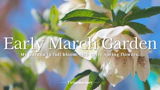 Early spring garden in early March Hellebore in full bloom Gardening at T's Garden