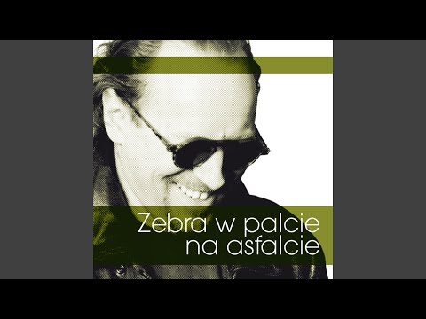 Zebra w palcie na asfalcie