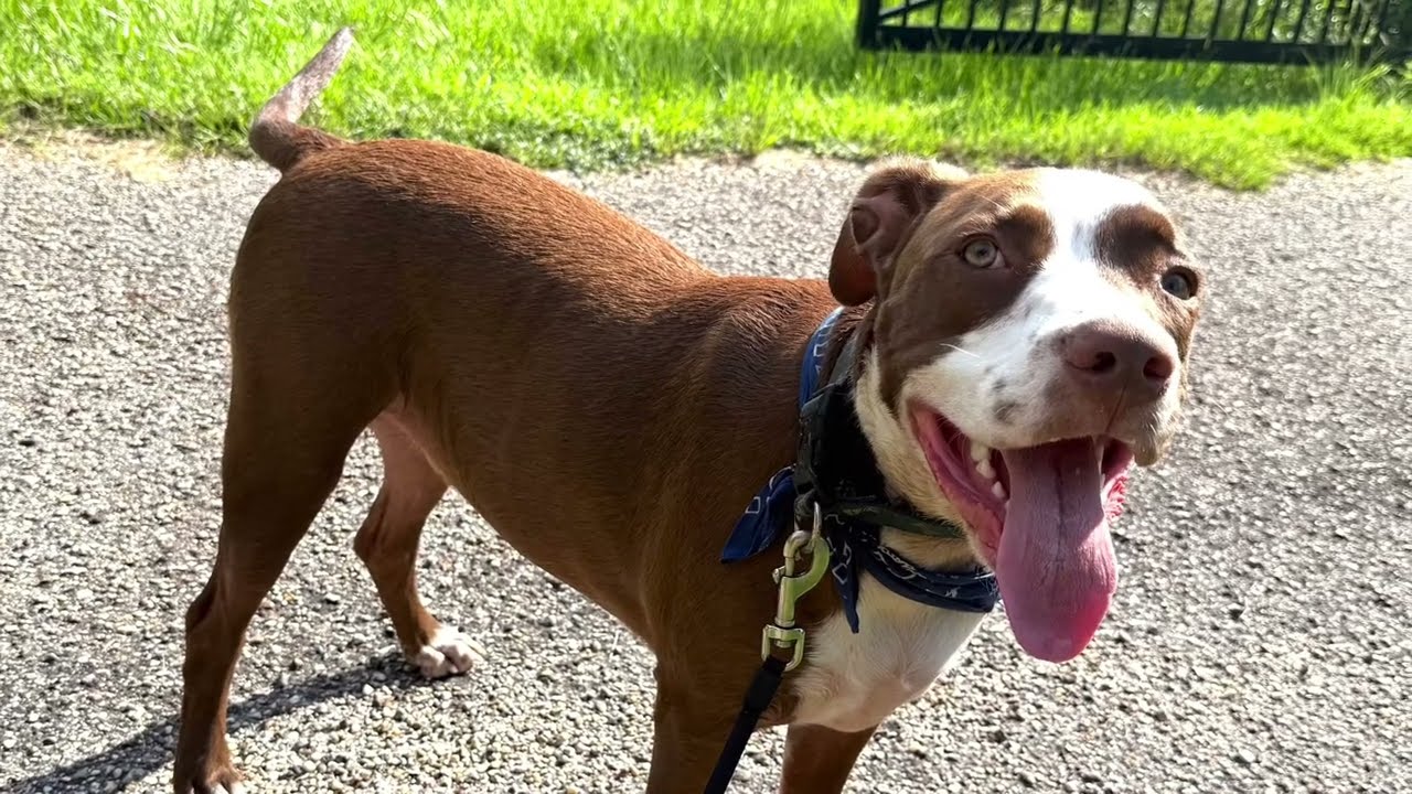 Enlarge Dunston (cat/dog friendly), a ADOPTABLE mixed breed in Torrington, CT video 2/6