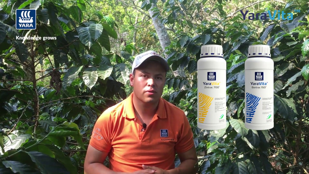 Aplicación de YaraVita en el cultivo de Café