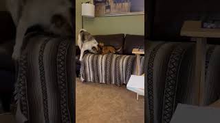 Video preview image #1 Chihuahua-Unknown Mix Puppy For Sale in Minneapolis, MN, USA