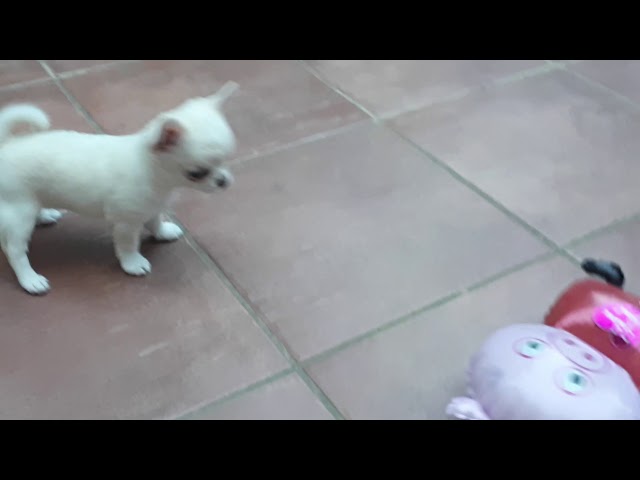 Chihuahua cachorro en venta