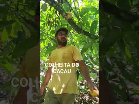 Colheita do cacau de ibirapitanga Bahia